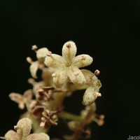 Embelia ribes Burm.f.